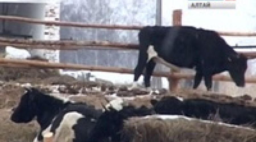 В «Изумрудной стране» от голода гибнут животные