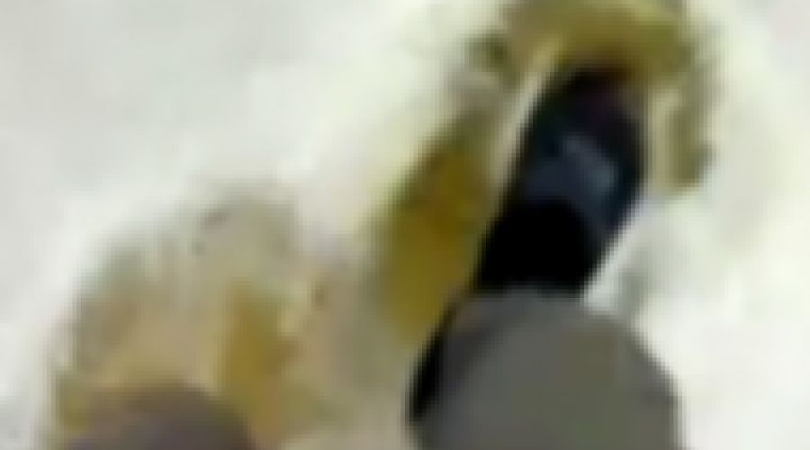 Алтайский завод хлебнул пива