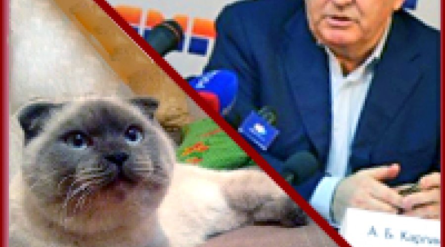 Алтайский губернатор о «феномене Барсика»: «Это правильный котик!»