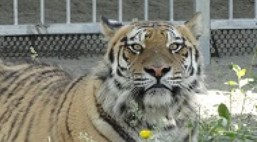Тигр в прямом эфире тащит в клетку барнаульскую школьницу