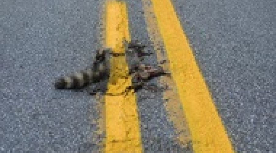 «Кошачья» разметка по-алтайски