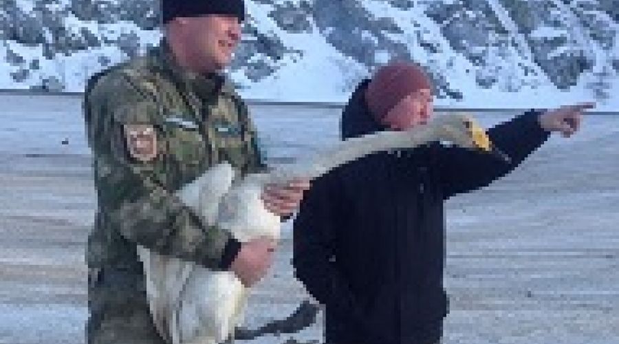 Алтайский Лев «расправит крылья»