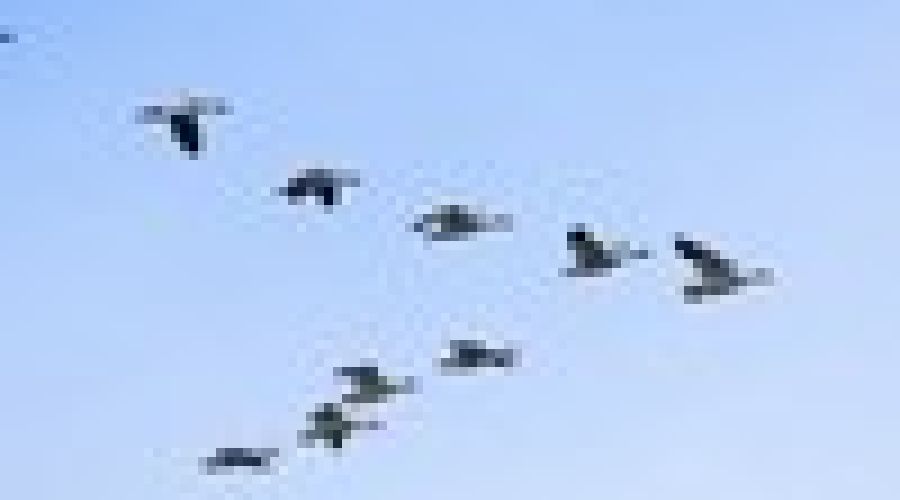 «Это в чистом виде «миссионерство»: земляки «Банкфакса» о причинах не уезжать из Алтайского края