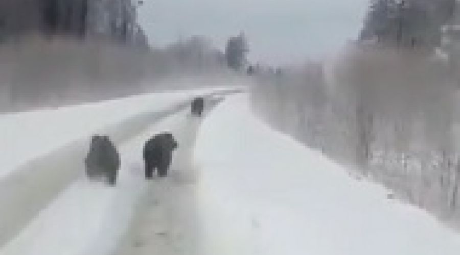 Алтайское «сафари» с медведями