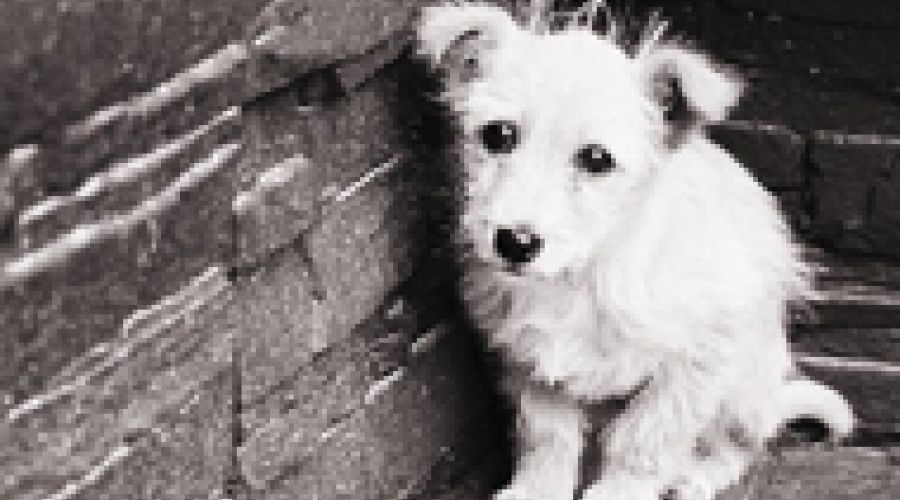 Догхантер на колесах