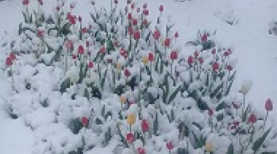 Маябрь на Алтае