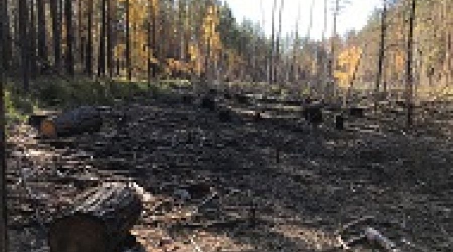 «Горькое» редколесье