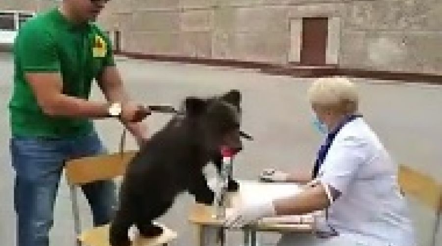 Медвежья услуга