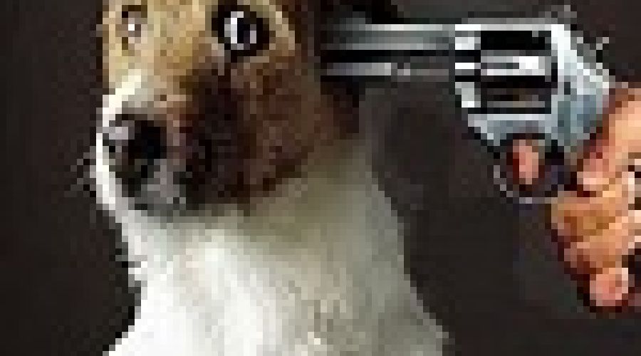 «Нет собаки - нет проблем»: алтайские зооактивисты и политики попытались найти решение проблемы бродячих животных