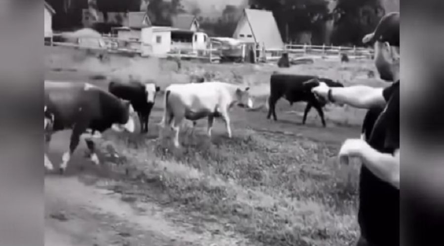 Турист из Новосибирска может отделаться штрафом за стрельбу по коровам на Алтае