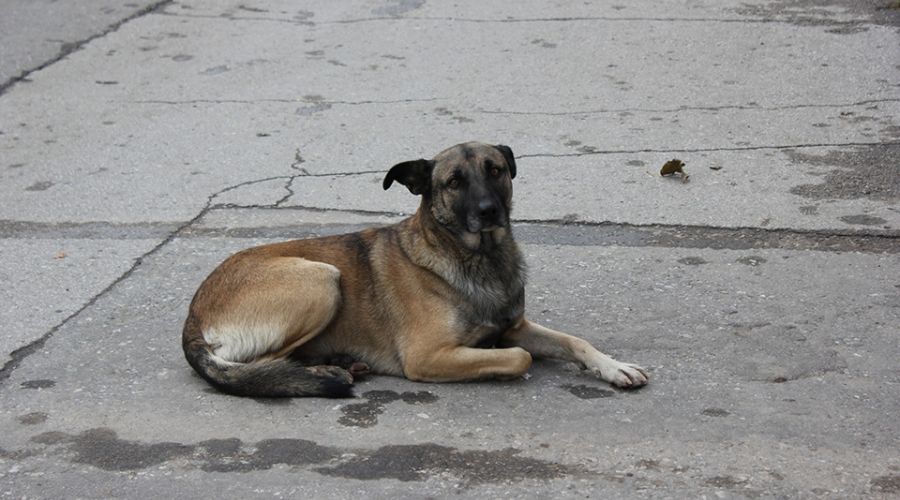 Собак находят убитыми в разных населенных пунктах