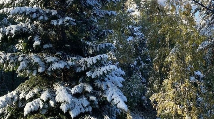 Сентябрь выдался снежным