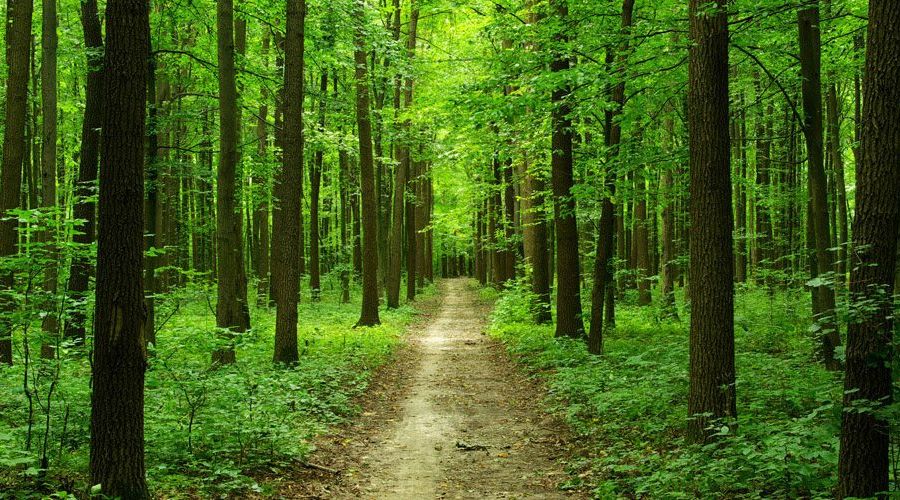 Денег на охрану лесов от пожаров не хватает