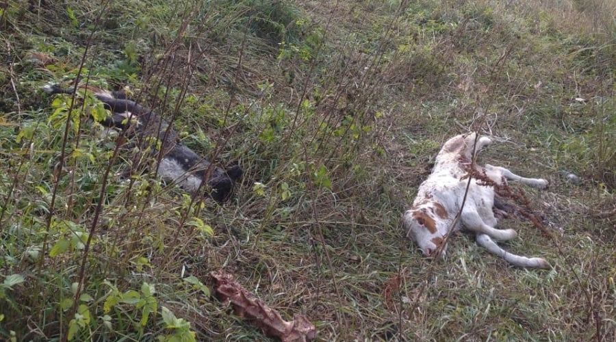 Трупы животных разбросаны рядом с бункером