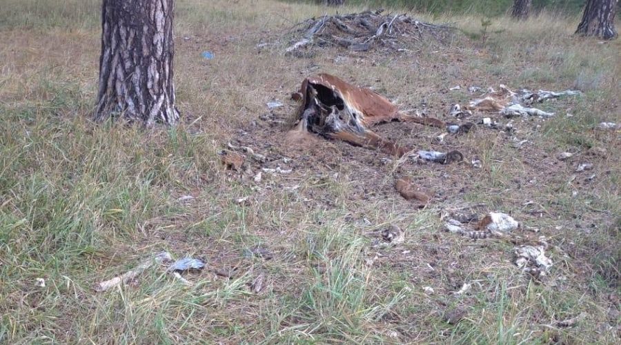 Алтайское управление ветеринарии подтвердило существование свалки разлагающихся трупов животных под селом Костин Лог (18+)