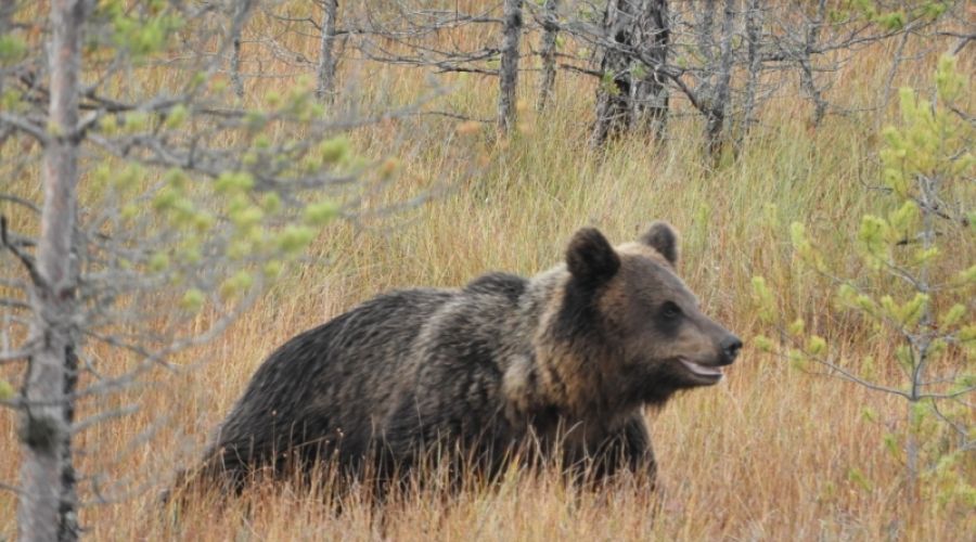 Медведя пришлось пристрелить