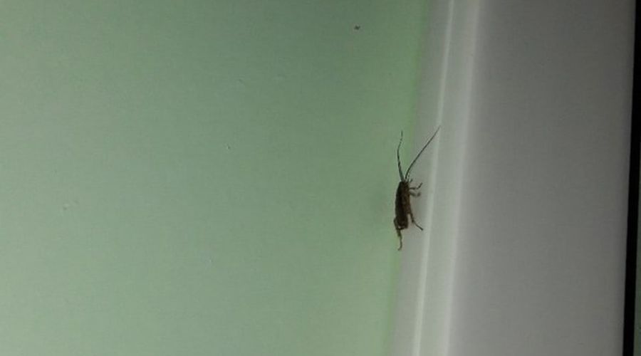 Барнаульцы в соцсетях делятся «ужасами» из палат городских больниц<span style=