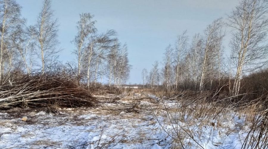 Так роща выглядела год назад до приостановки рубок