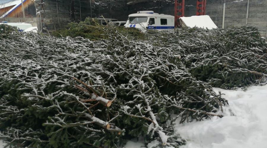 Жителю Горно-Алтайска грозит долгий срок за незаконную заготовку почти тысячи пихт к Новому году